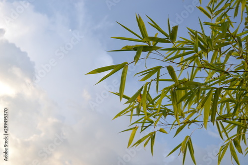 Leaves of bamboo on cloudy sky background 