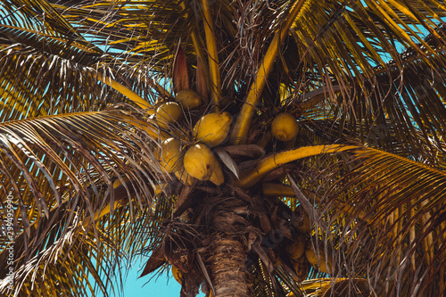 Palm tree © Pia Størup