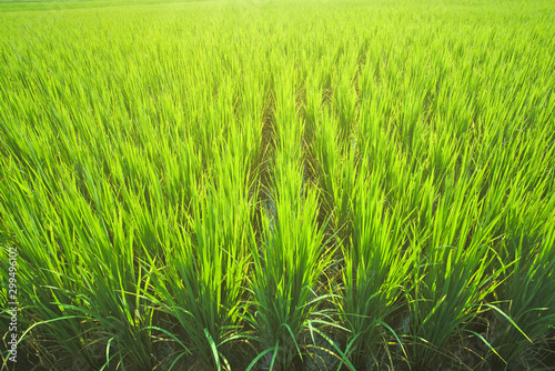 Countryside green rice field background