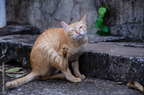 Portrait of ginger kitten, Thai cat on fence © Patara