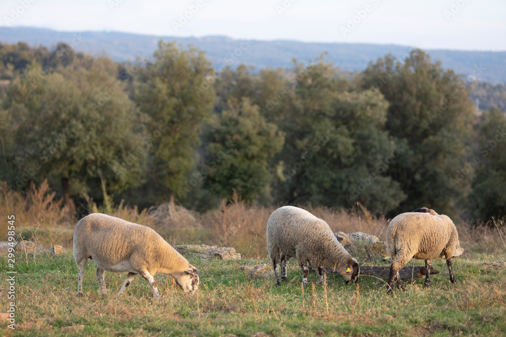 Oveja paciendo en una tarde de otoño