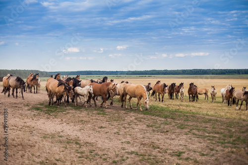 A herd of wild horses run across the field.