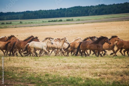 Fotografia A herd of wild horses run across the field.