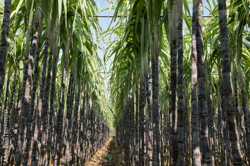 Sugarcane plants growing at field