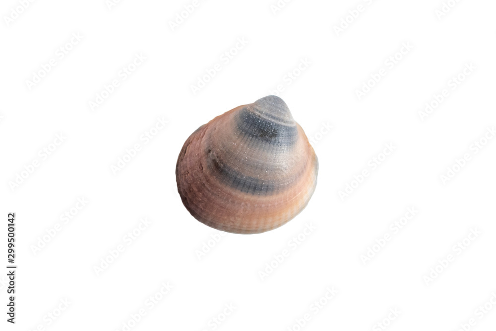 Colorful seashell isolated on white background. Nature gift boho symbol Colorful seashell isolated on white background. Nature gift boho symbol