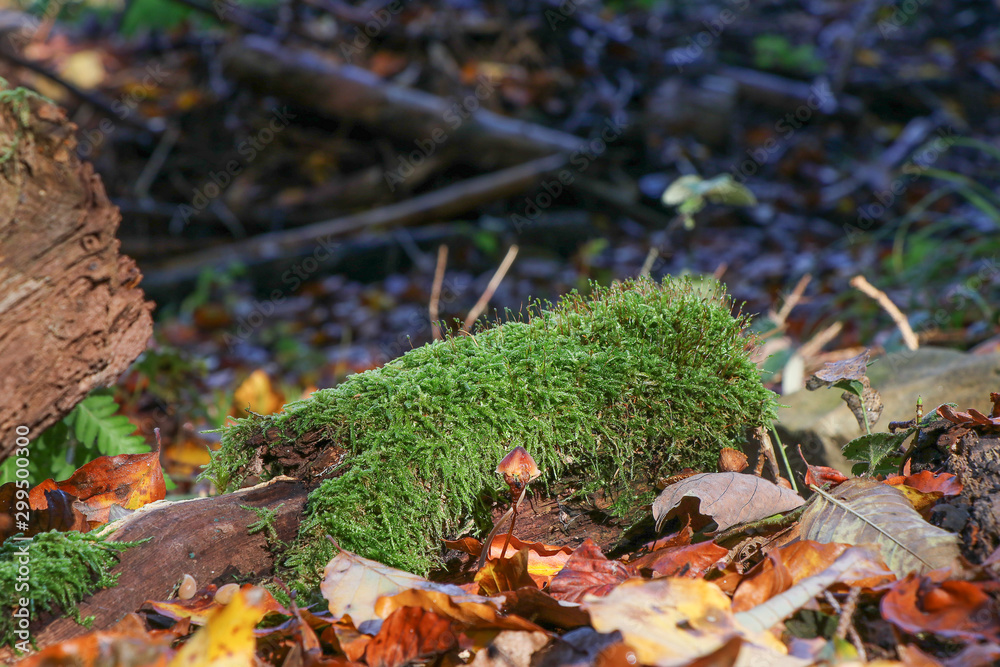 Moos auf Holz im herbstlichen Wald Moos auf Holz im herbstlichen Wald