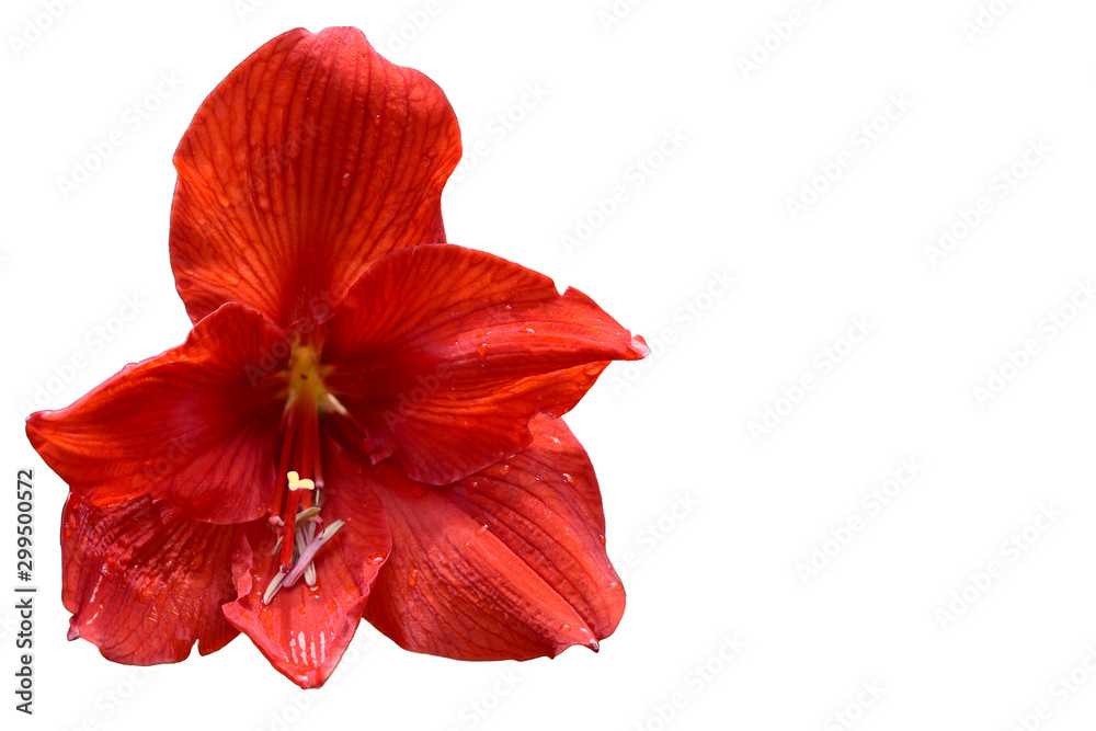 Red Amaryllis flower isolated on white background with copy space for text or object. Can used red flower for the power of nature concept. Red Amaryllis flower isolated on white background with copy space for text or object. Can used red flower for the power of nature concept.