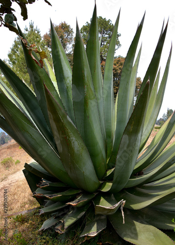 Kaktus und Agave in mexikos trockenem Klima