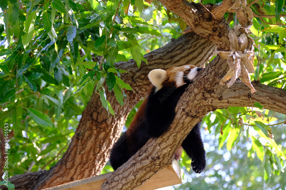 red panda red panda
