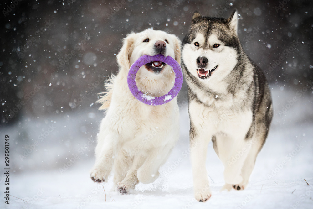 active dogs in winter, Golden Retriever and Alaskan Malamute breeds