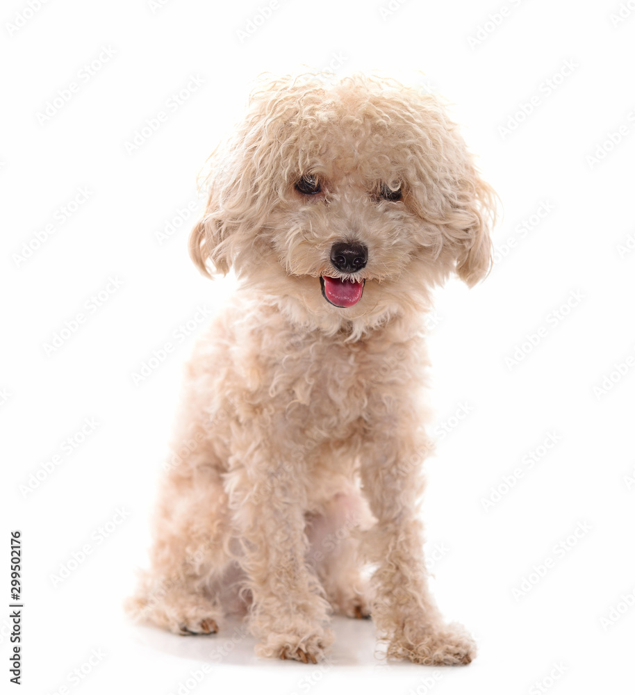 Poodle Dog isolated on the white background. Poodle Dog isolated on the white background.