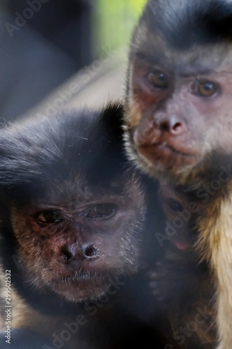 monkey close up © Matthewadobe