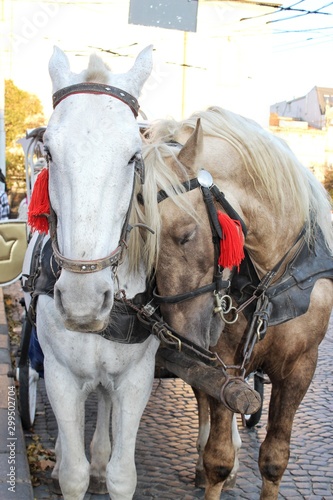 horse and carriage © Yuliia Savchenko