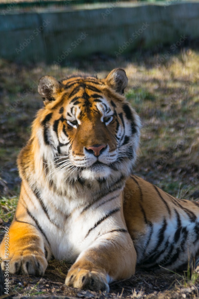 siberian tiger portrait close up
