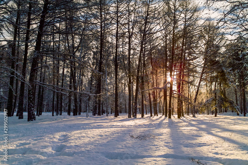 winter forest landscape with snow, sun, trees and blue sky