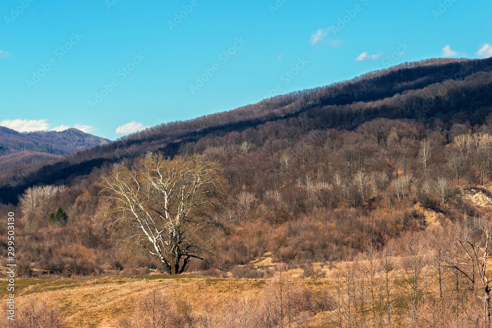 single big giant tree surrounded by hills covered in forest - very early spring time