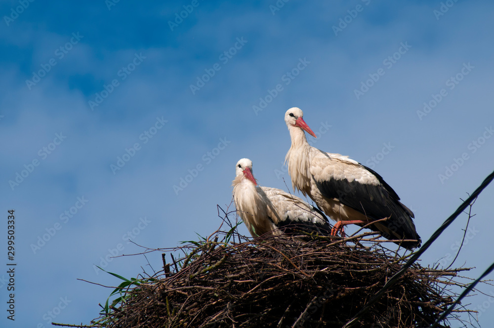 Fototapeta premium Stork birds on the nest on a beautiful day on the blue sky background