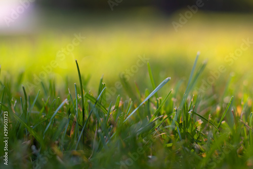 Background green summer grass . Grass at sunset. Grass for lawns.
