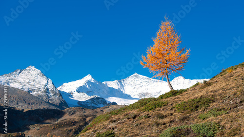 Schilderij op canvas A colorful larch plant of autumn the mountain nala