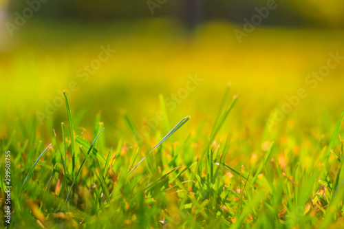 Background green summer grass . Grass at sunset. Grass for lawns.