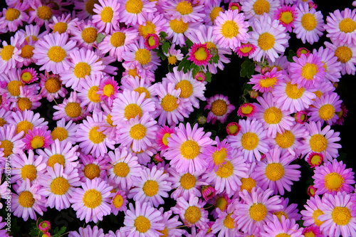 Violet chrysanthemum buds in nursery and garden shop. Chrysanthemum wallpaper. Floral bright blooming background. Close up. © Ga_Na