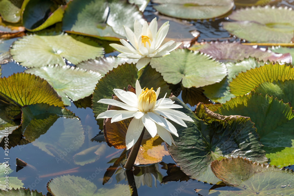 Beautiful white lotus flowers or water lily with green leaf in the pond. Botanical garden of Porto, Portugal Beautiful white lotus flowers or water lily with green leaf in the pond. Botanical garden of Porto, Portugal