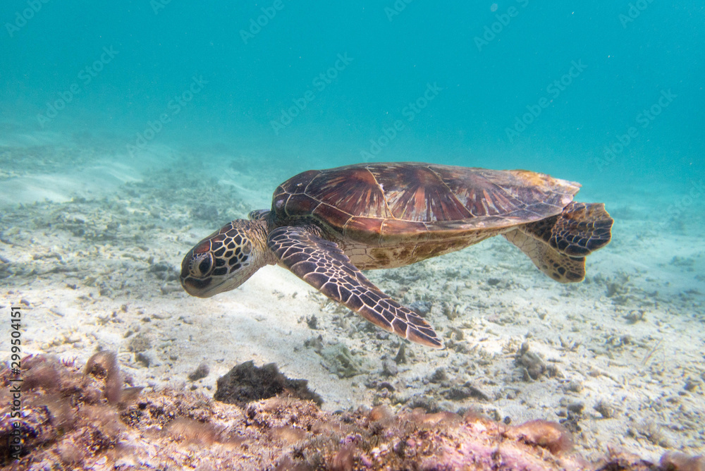 Obraz premium 透明な海を泳ぐウミガメ