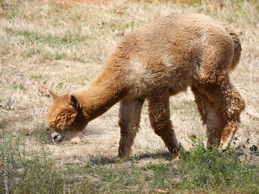Fototapeta premium Medium close up shot of a brown alpaca eating grass outdoors