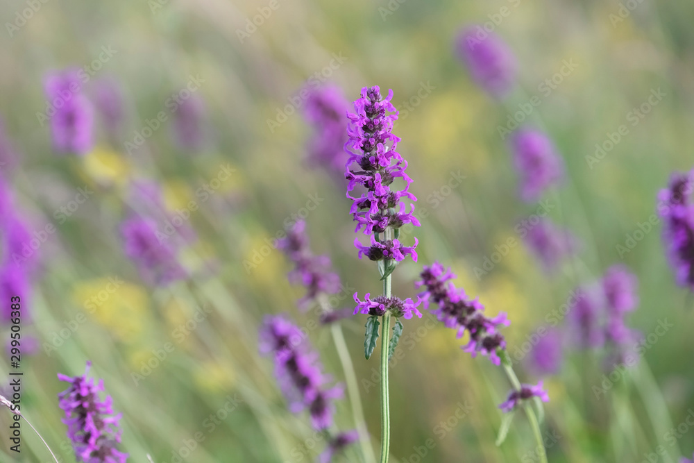 Betony flowers (Stachys officinalis or Betonica officinalis), is commonly known as common hedgenettle, betony, purple betony, wood betony, bishopwort. Flowering meadow. Place for text. Betony flowers (Stachys officinalis or Betonica officinalis), is commonly known as common hedgenettle, betony, purple betony, wood betony, bishopwort. Flowering meadow. Place for text.