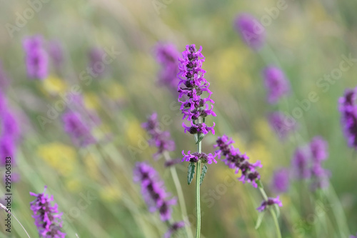Betony flowers (Stachys officinalis or Betonica officinalis), is commonly known as common hedgenettle, betony, purple betony, wood betony, bishopwort. Flowering meadow. Place for text.