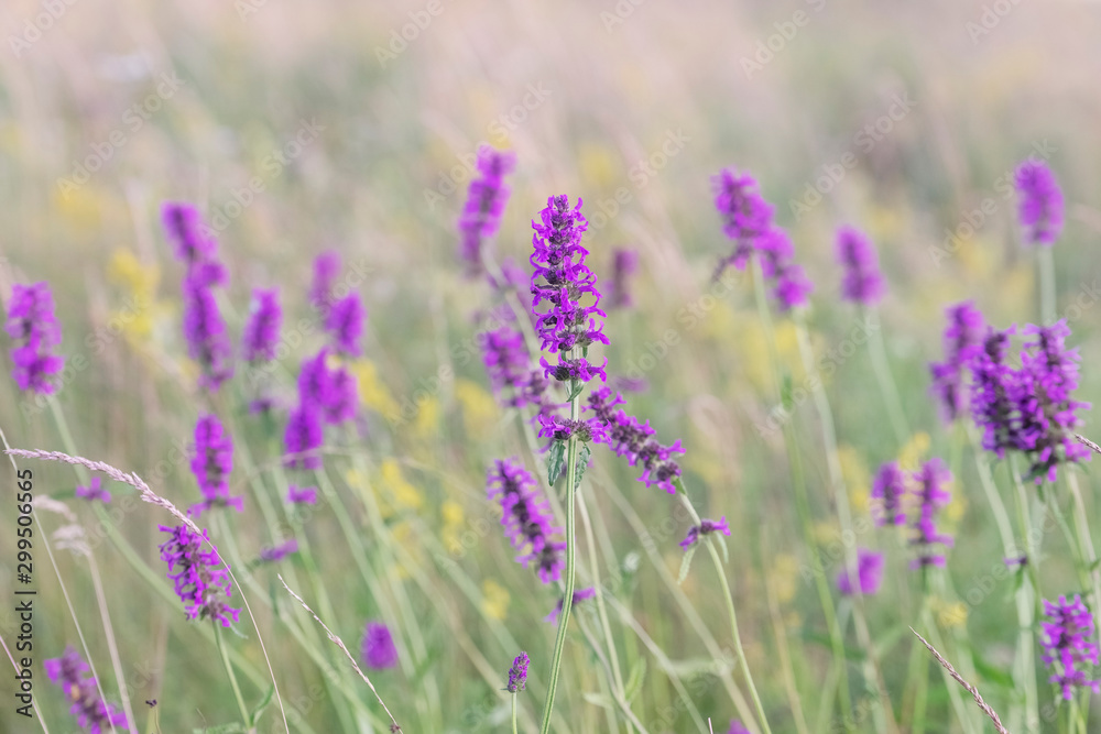 Obraz premium Betony flowers (Stachys officinalis or Betonica officinalis), is commonly known as common hedgenettle, betony, purple betony, wood betony, bishopwort. Flowering meadow. Place for text.