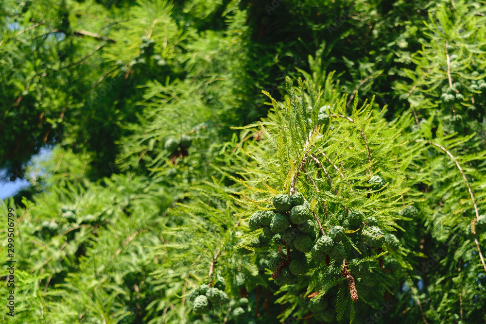 Taxodium distichum cones with green vegetation background Taxodium distichum cones with green vegetation background
