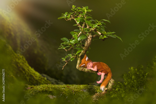 Baby in fox outfit in Bonsai tree © Anneke