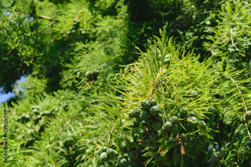 Taxodium distichum cones with green vegetation background