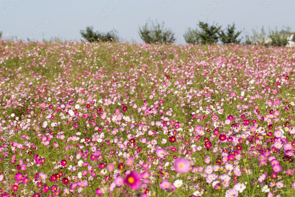 Oink cosmos flower in the field. cosmos background.