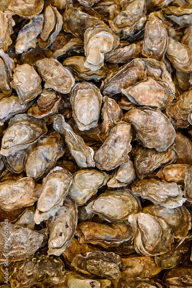 Oysters from Bordeaux region. Oysters from Bordeaux region.