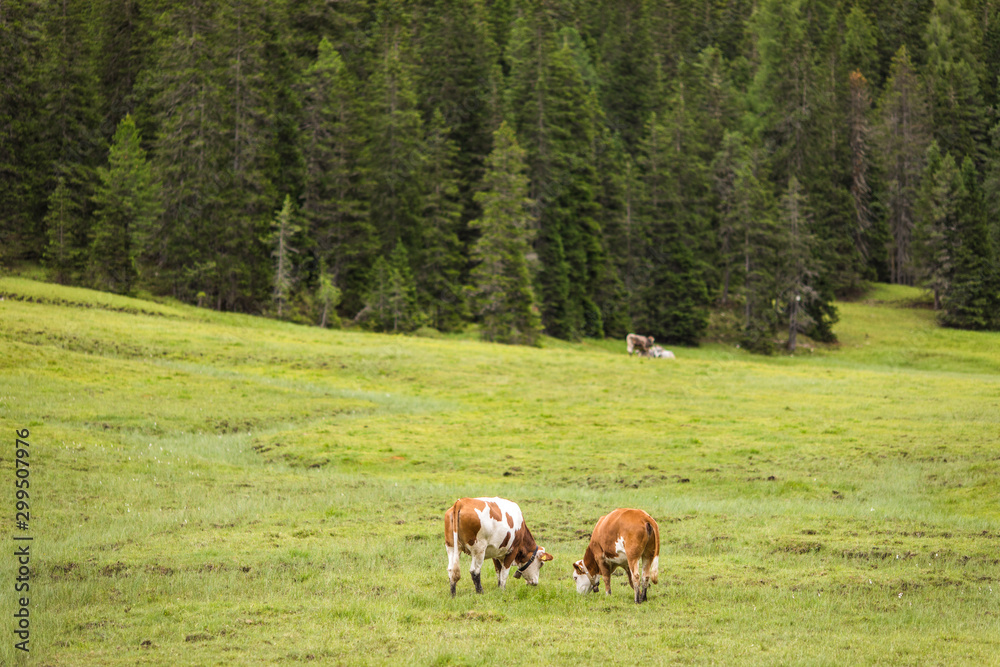 Naklejka premium Dolomites, Italy - July, 2019: Cows in the farm, Misurina, Cortina D'Ampezzo, South Tyrol, Dolomites, Italy.