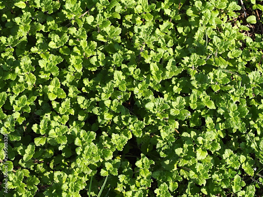 オオイヌノフグリの群生 Stock Photo Adobe Stock