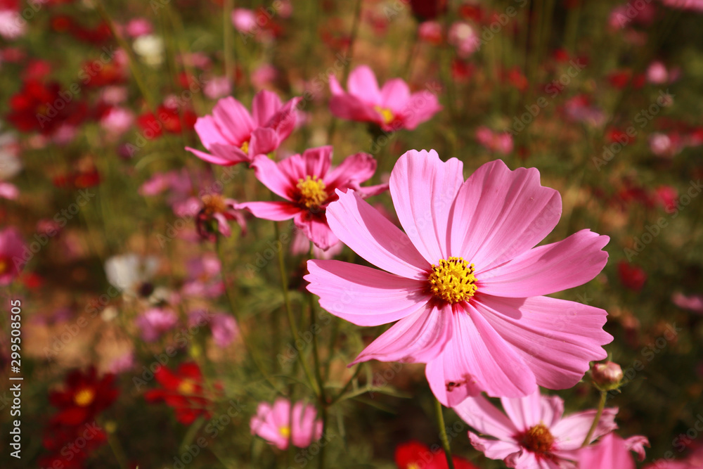 Obraz premium close up pink cosmos flower blooming in the garden backyard,beautiful flower for valentine festive,Cosmos bipinnatus is scientific name