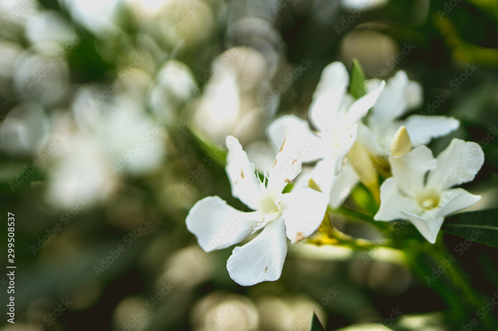 the white rose of the garden