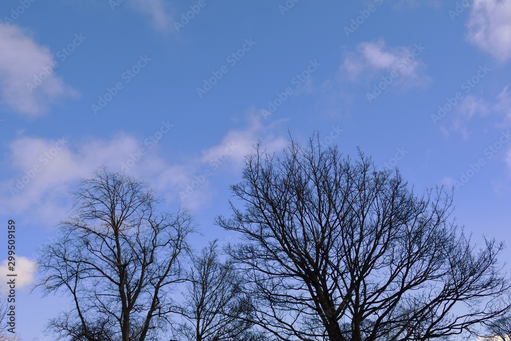 Leafless Tree Branches Against a Blue Sky 1146-040 Leafless Tree Branches Against a Blue Sky 1146-040