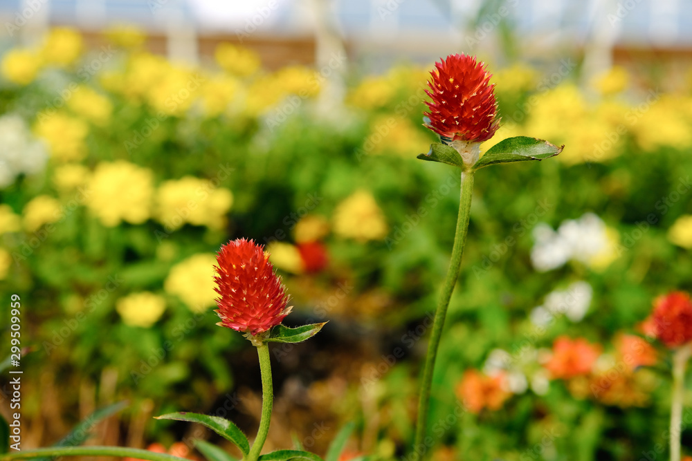 red flowers in garden red flowers in garden