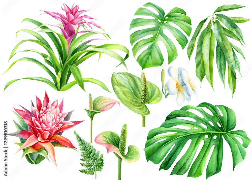 Set of tropical flowers and palm leaves on an isolated white background. Watercolor hand drawing, botanical painting, Guzmania, Anthurium, Plumeria, Monstera, Ficus, Fern Set of tropical flowers and palm leaves on an isolated white background. Watercolor hand drawing, botanical painting, Guzmania, Anthurium, Plumeria, Monstera, Ficus, Fern