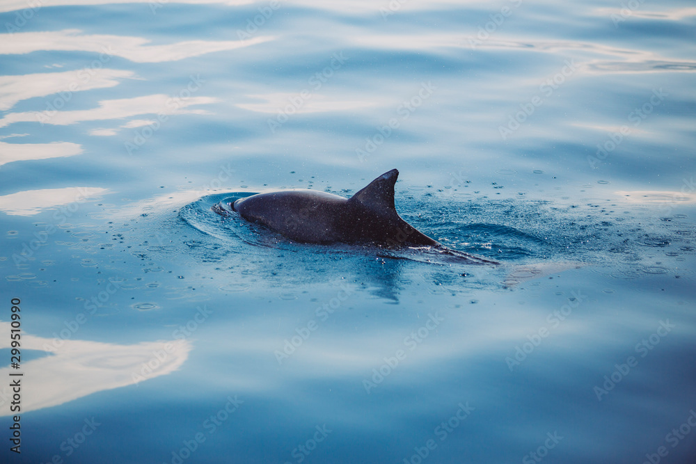 Fototapeta premium Delfin im Meer