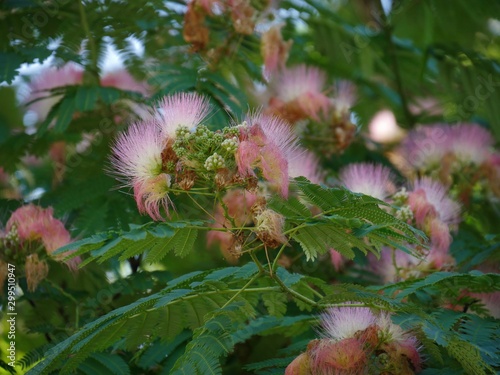 Clusters of pink siris in a garden