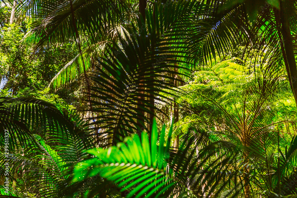 Fototapeta premium Farn, Pflanzen, Wald, Urwald, Australien