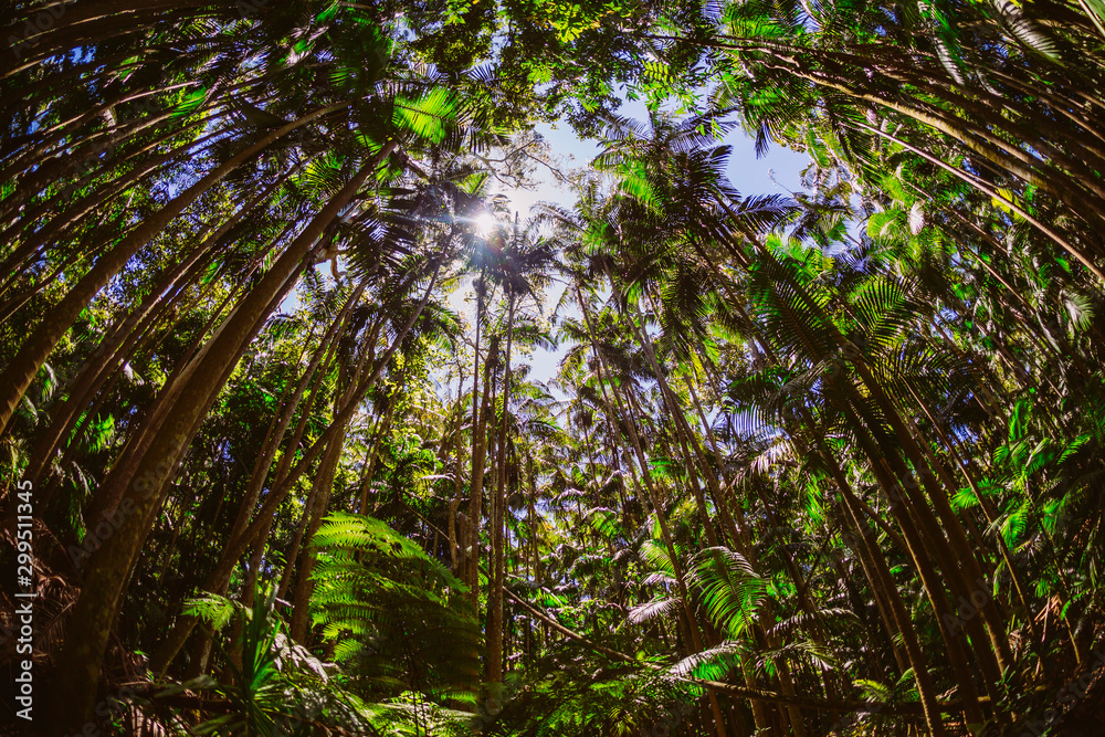 Fototapeta premium Urwald, Wald, Sonnenstrahlen, Bäume, Australien