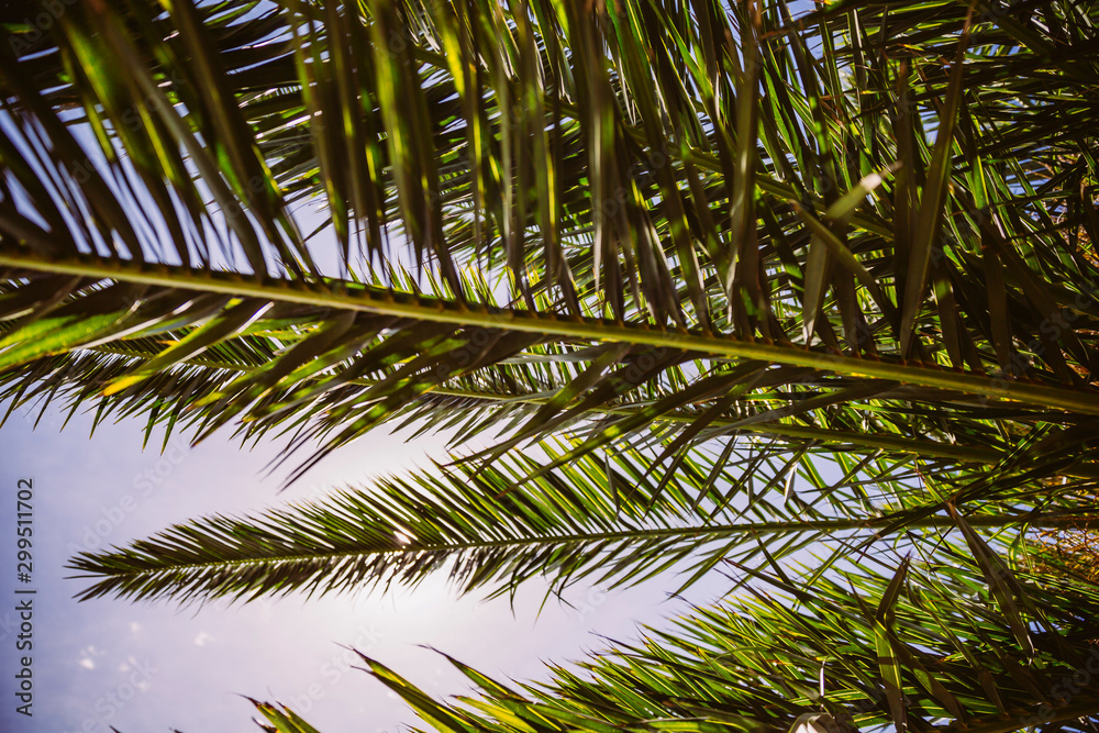 Obraz premium Palmenblätter in der Sonne