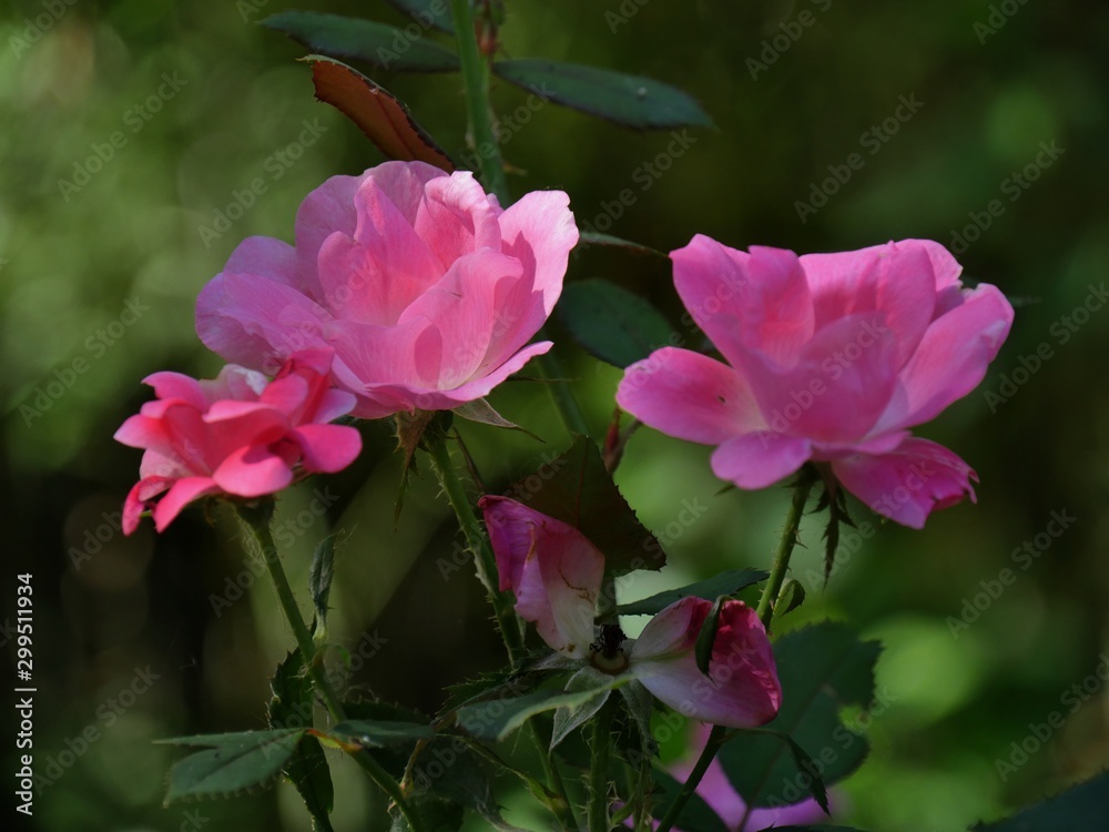 Blooming pink roses blooming in a garden, bokeh in the background