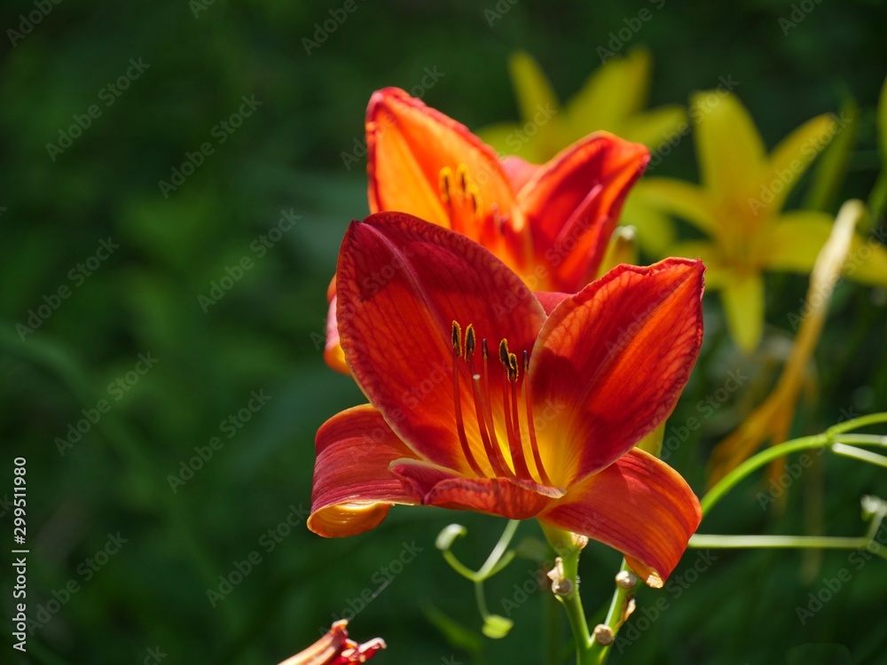 Close up of red adn orange Asiatic lily flowers, soft background
